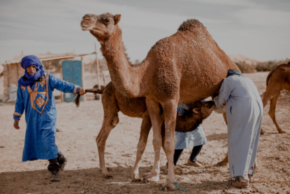 Wielbłądy na pustyni w Maroku, Erg Chebbi - Sahara