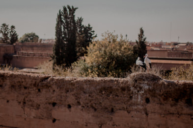Bociany w Marrakeszu