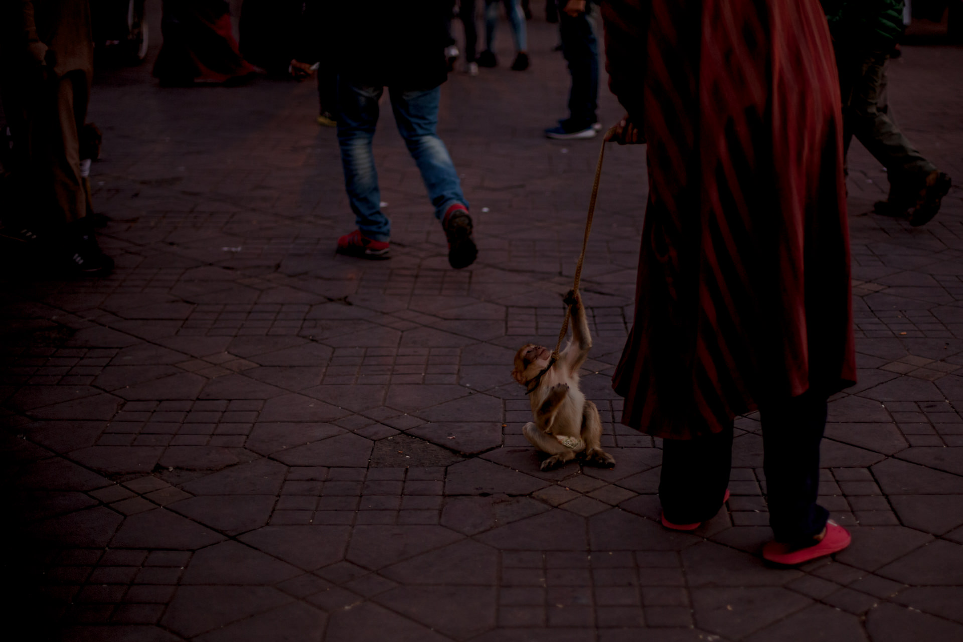 Marrakesz - małpy. atrakcje placu Dżamaa al Fina