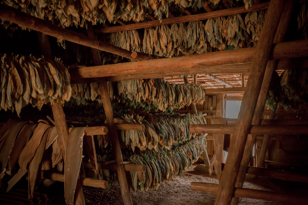 Jak się robi cygaro? Uprawa tytoniu na Kubie