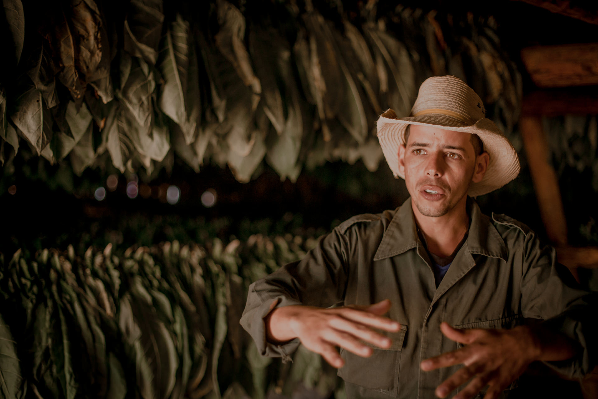 Kuba, Vinales. Plantacje tytoniu i cygara na Kubie