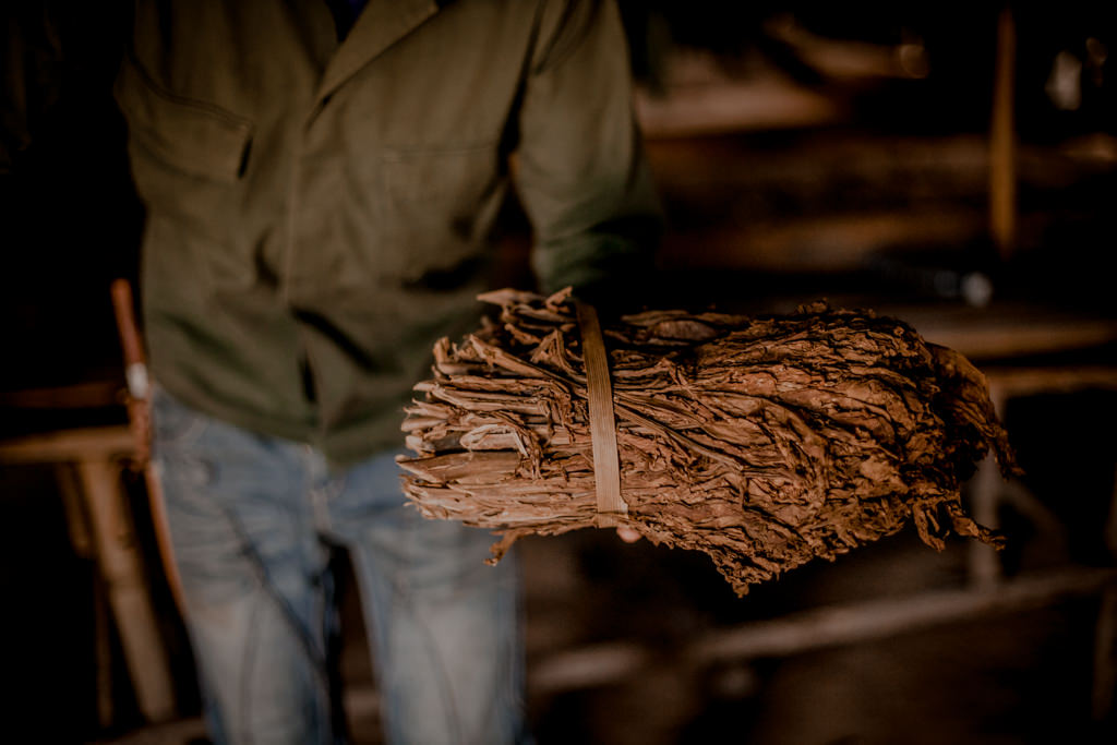 Uprawa tytoniu. Kuba - rum, cygara i plantacje w Vinales