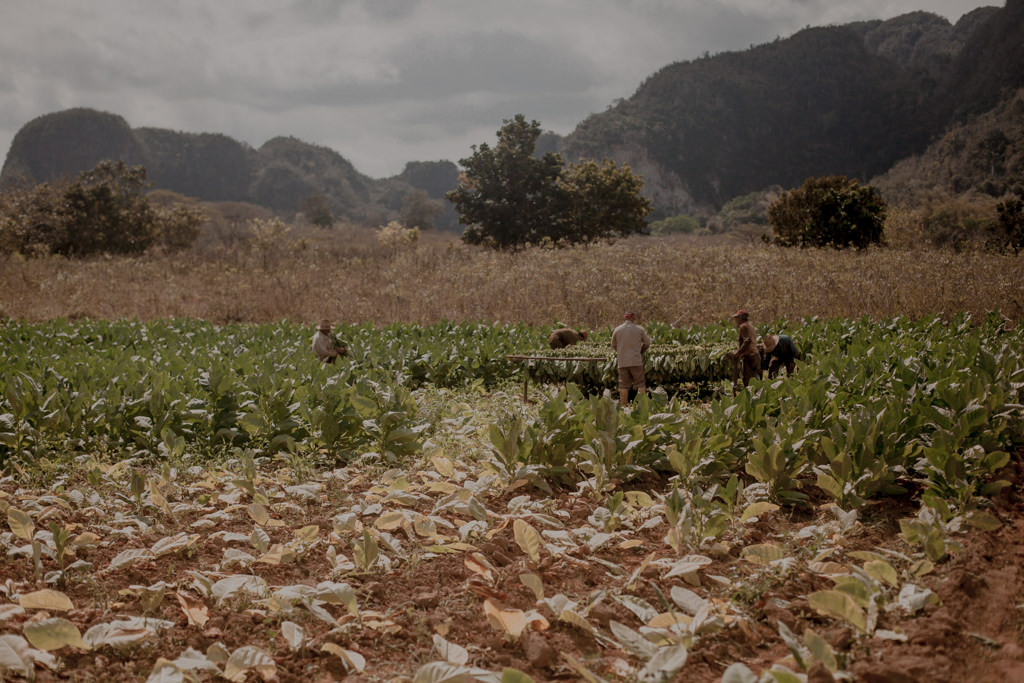 Uprawa tytoniu. Kuba - rum, cygara i plantacje w Vinales