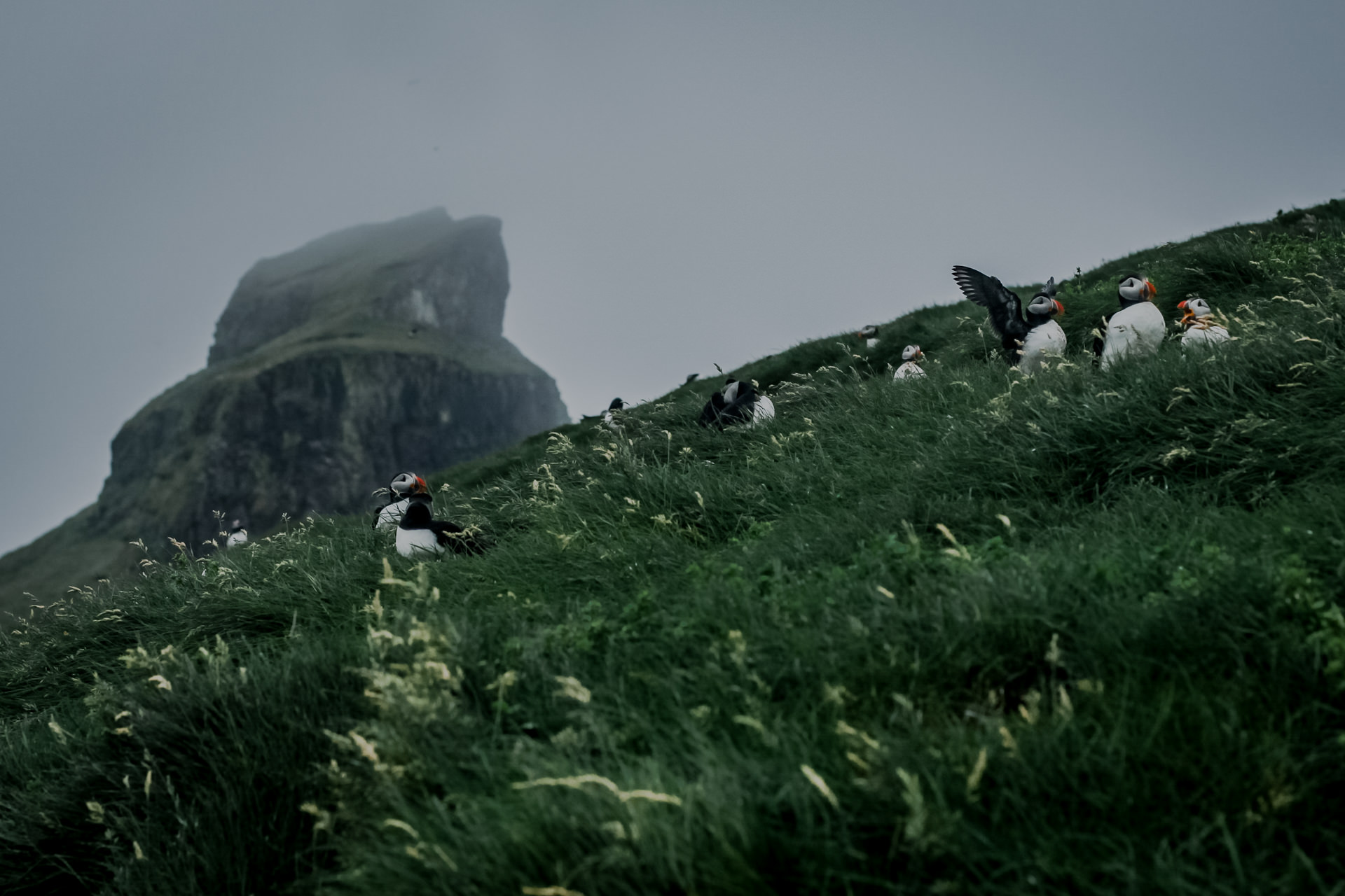 Przepiękne maskonury na Wyspach Owczych